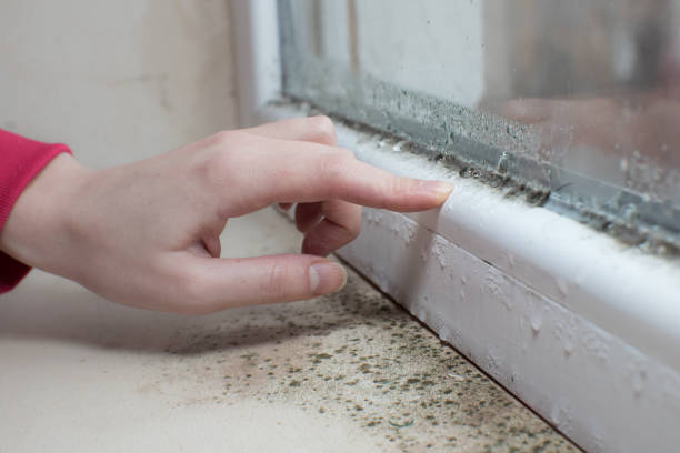 Reliable Burnt Store Marina, FL Mold Removal Solutions